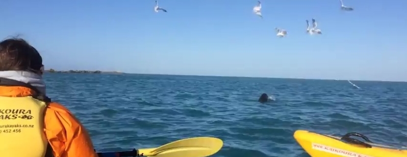 Lotta incredibile tra una foca e un enorme polpo in Nuova Zelanda