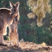 I canguri in Australia vengono cacciati in maniera crudele e barbara