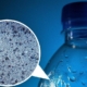 Un recente studio ha rilevato la presenza di nanoplastiche nell'acqua in bottiglia di plastica