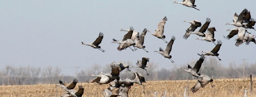L'UE apre una procedura di infrazione contro l'Italia per la caccia