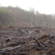 Divieto di importazione nell'UE di prodotti da terreni deforestati