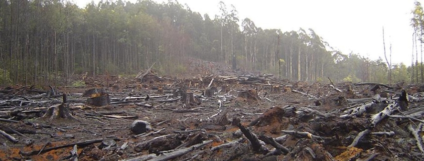 Divieto di importazione nell'UE di prodotti da terreni deforestati