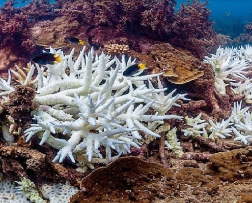 Lo sbiancamento di massa delle barriere coralline