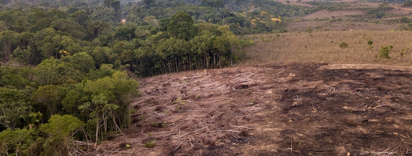 Foreste: Da inizio Novecento, abbiamo perso circa il 20% della loro copertura globale