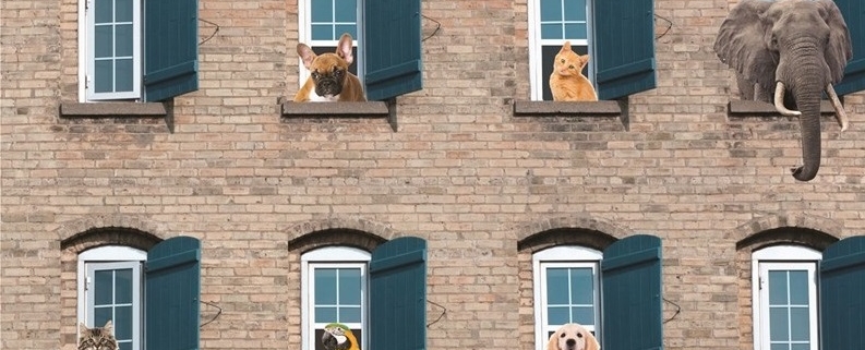 Le norme del regolamento condominiale non possono vietare in assoluto di possedere o detenere animali domestici