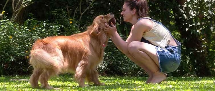 Con le carezze il cane impara prima e meglio