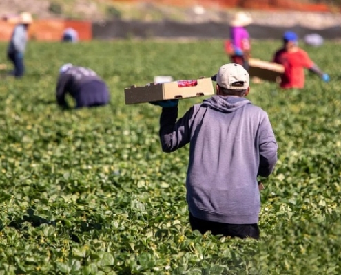 Caporalato nelle campagne italiane: 230mila lavoratori ancora sfruttati,il 30% italiani