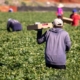 Caporalato nelle campagne italiane: 230mila lavoratori ancora sfruttati,il 30% italiani