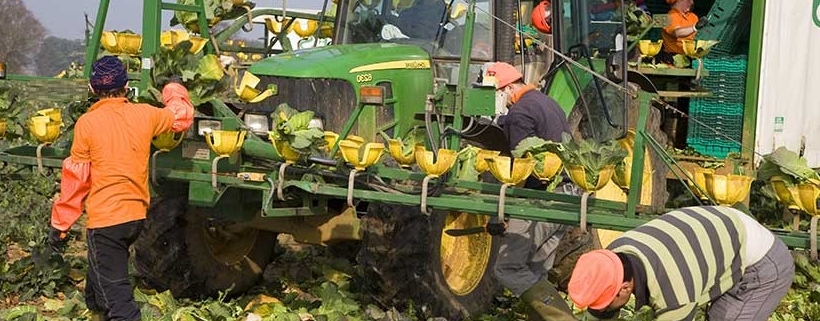 Caporalato e Sfruttamento: La Tragica Storia di Satnam Singh