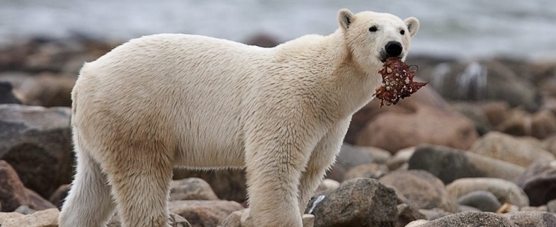 Baia di Hudson: orsi polari minacciati dai cambiamenti climatici