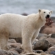 Baia di Hudson: orsi polari minacciati dai cambiamenti climatici