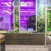 Supermercati Svedesi: Coltivare Frutta e Verdura in Loco