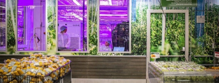 Supermercati Svedesi: Coltivare Frutta e Verdura in Loco