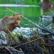 Castori e dighe: soluzioni naturali per mitigare il clima