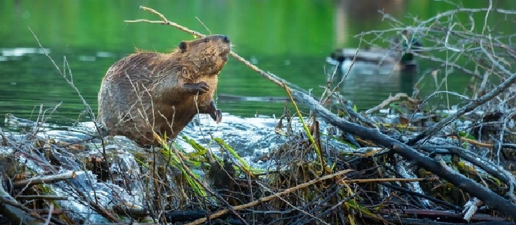 Castori e dighe: soluzioni naturali per mitigare il clima