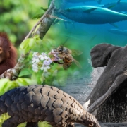 Biodiversità globale:Abbiamo 5 anni per salvare il pianeta