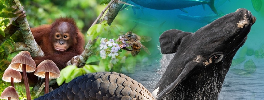 Biodiversità globale:Abbiamo 5 anni per salvare il pianeta