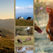 La Verità Dietro le Etichette: Benessere Animale e Certificazioni