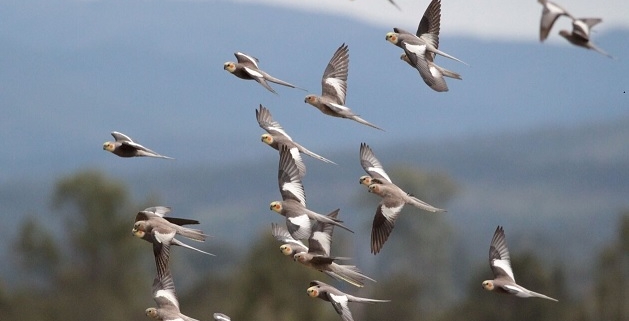 Uccelli migrano liberi, uomini no: la storia dell'evoluzione umana