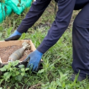 Il Suolo Ferito: Le Guerre Invisibili e quelle Armate