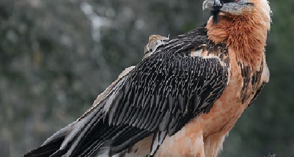 Biodiversità in Italia: specie che ce l’hanno fatta e quelle dimenticate