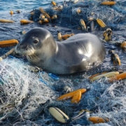 Cambiamento climatico:Sovranismo politico e biologico, pericoli reali