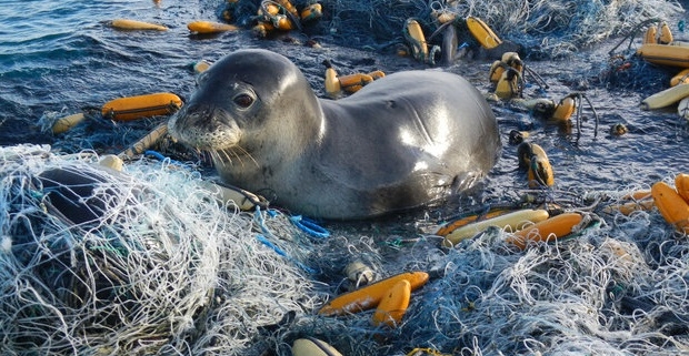 Cambiamento climatico:Sovranismo politico e biologico, pericoli reali