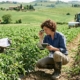 Agricoltura: TEA, le biotecnologie che cambiano i campi italiani. La vera rivoluzione delle TEA non riguarda soltanto le piante